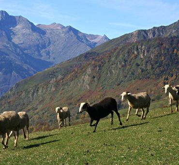 Nos partenaires Agriculteurs/Eleveurs à l’honneur